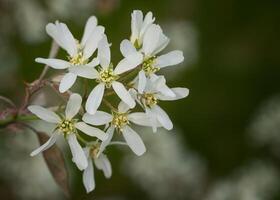 juneberry, amelanchier lamarckii foto