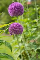 gigante cebola, allium giganteum foto