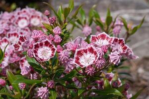 montanha louro, kalmia latifolia foto