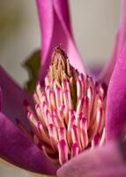 magnólia tulipa, magnólia liliflora foto