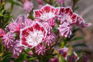 montanha louro, kalmia latifolia foto