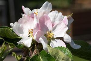 macieira, malus domestica foto