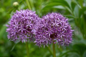 persa cebola, allium Hollandicum foto