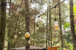 Visão do uma pinho floresta com retro incandescente lâmpadas dentro a manhã foto