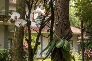 florescendo branco orquídea flor suspensão em a árvore tronco foto