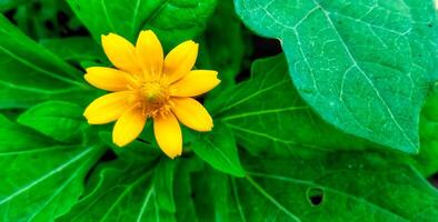 medalhão flores estão medalhão amarelo flores estão amarelo foto