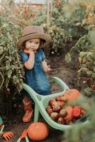 menina colheita colheita do legumes e frutas e coloca isto dentro jardim carrinho de mão. outono conceito foto