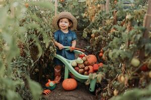 menina colheita colheita do legumes e frutas e coloca isto dentro jardim carrinho de mão. outono conceito foto