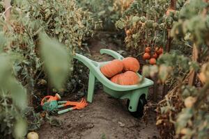 verde jardim carrinho de mão com abóbora colheita carrinhos em tomate plantação, jardim ferramentas, estufa foto