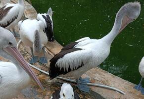 natureza vídeo. uma rebanho do pelicanos dentro uma lagoa às a jardim zoológico foto