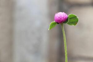 lindo gomphrena globosa flores dentro a jardim. foto