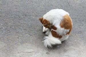 tailandês bangkaew cachorro sentado em a rua. foto