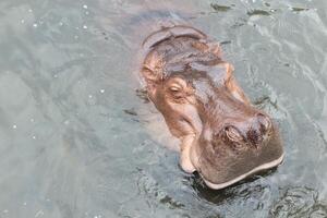 hipopótamo natação dentro a rio. foto