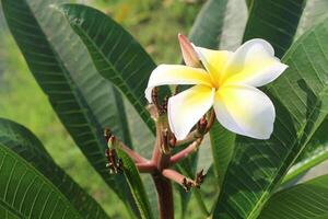 florescem e brotam plumeria ou flor de frangipani. foto