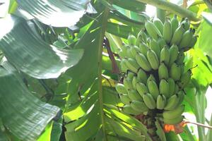 grupo do bananas em árvore dentro a jardim. foto