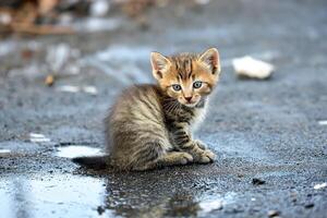 ai gerado pequeno sujo congelando gatinho em a rua foto