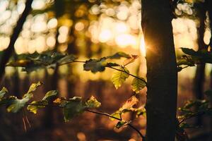 outono folhas dentro caloroso tarde luz solar foto