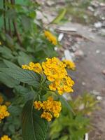 amarelo lantana flores, lantana câmera, estão florescendo foto