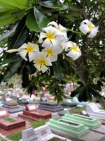 a semboja flor ou frangipani ou plumeria rubra é uma plantar dentro subtropical ou tropical climas e é popularmente plantado dentro templos e cemitérios. foto