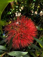 rambutan flores ou escadoxo multifloro estão florescendo foto