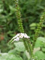 sangketan ou cauda de rato, heliotrópio indicum, é uma plantar este é uma erva daninha este cresce selvagem e pode estar encontrado dentro Campos, arestas do arroz Campos ou casa jardins. foto