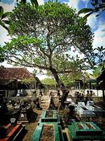 cambojano árvores ou plumeria rubra ou plumeria acuminado ou plumeria acutifólia estão comumente plantado dentro cemitérios dentro Indonésia foto