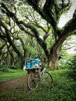 gelo creme do vendedor bicicleta dentro a meio do uma turista floresta dentro banyuwangi, Indonésia foto