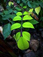 verde carambola folhas para uma contrastante fundo foto