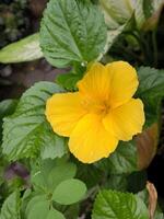 amarelo flor de sapato ou hibisco rosa-sinensis é uma arbusto a partir de a malvaceae família este origina a partir de leste Ásia e é amplamente plantado Como a ornamental plantar dentro tropical e subtropical áreas. foto