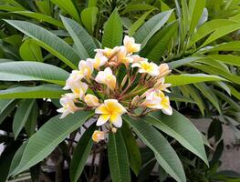 a semboja flor ou frangipani ou plumeria rubra é uma plantar dentro subtropical ou tropical climas e é popularmente plantado dentro templos e cemitérios. foto