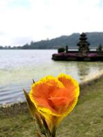 canna lírio flor ou amarelo rei humberto ou kolaboti tem linda amarelo flores com uma respingo do vermelho cercado de ampla verde folhagem foto