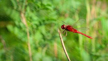 uma com veias vermelhas mais escuro ou nômade libélula é empoleirado em uma ramo e encharcado dentro água da chuva foto