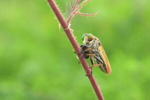 a ladrão mosca ou asilidae estava comendo Está presa em a ramo do uma resmungar foto