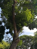 arbusto árvore textura natureza folhas verdes fundo casca tronco superfície áspera textura planta e nuvem branca céu azul foto
