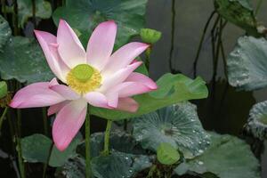 Rosa lótus flor dentro a piscina.lotus e lótus lagoas. lá estão uma muitos do lótus folhas. dentro a parque. foto