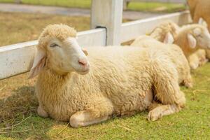 ovelha deitar em a Relva terra dentro a Fazenda. foto