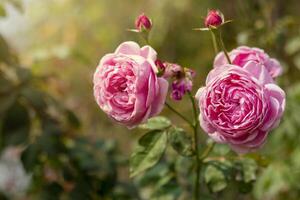 jardim rosa dentro flor fechar-se em uma borrado fundo. Rosa rosa floresce em uma arbusto dentro verão. uma rosa flor floresce dentro uma jardim parque. florescendo flor dentro a verão jardim. foto