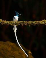 uma pássaro com uma grandes rabo sentado em uma ramo foto