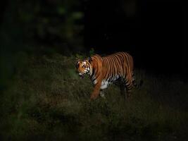 uma tigre caminhando através a Sombrio floresta às noite foto