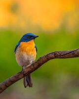 uma azul e amarelo pássaro sentado em uma ramo foto