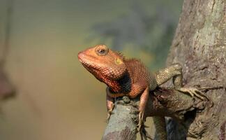 uma lagarto é sentado em uma ramo dentro a selvagem foto