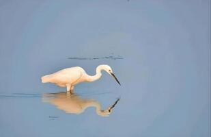 uma branco pássaro é em pé dentro a água com Está reflexão foto