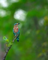 uma azul pássaro sentado em uma ramo dentro a floresta foto