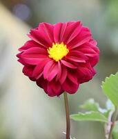 uma vermelho flor com amarelo Centro é dentro a meio do uma verde plantar foto