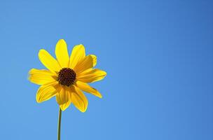 ai gerado iluminado pelo sol amarelo flor foto