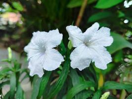 fechar acima branco flores do canon aquático, watrakanu, minnieroot, ferro raiz, raiz de febre, estalando pod em borrão fundo. científico nome Ruélia tuberosa foto