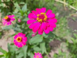 Rosa flor do peruano zínia ou selvagem zínia plantar -zínia peruana- membro do a asteraceae família foto