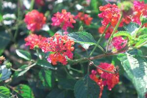 lantara camara flor florescendo dentro a jardim foto