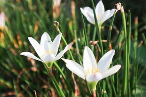 zephyranthes candida flores, com comum nomes outono Zéfiro, branco flor de vento, branco chuva lírio, peruano pântano lírio. macro branco flor foto