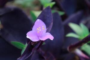 ornamental plantar com roxa folhas e flores nomeado tradecantia pallida dentro uma pneu Panela foto